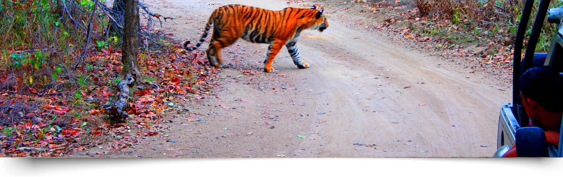 Jim Corbett National Park