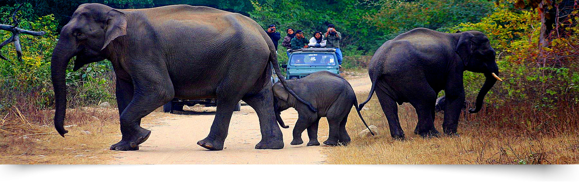 Jim Corbett National Park