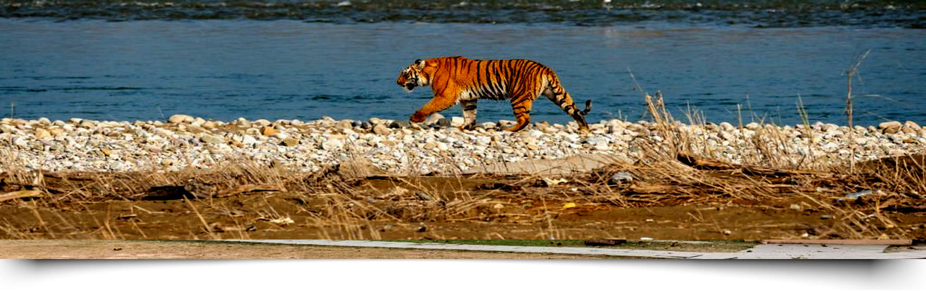 Jim corbett Banner