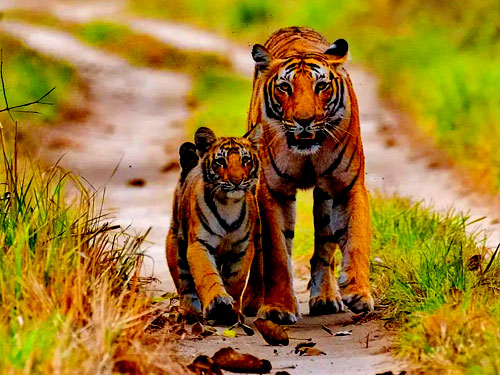 corbett national park