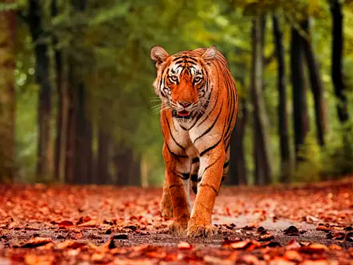 jim corbett national park