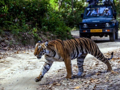 corbett jeep safari