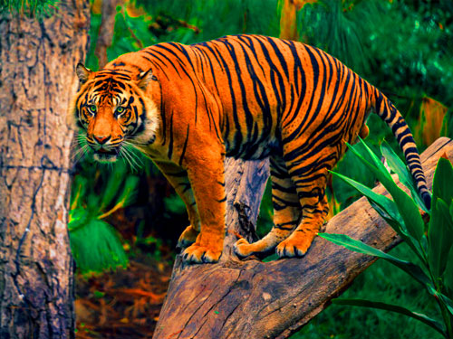 corbett tiger reserve